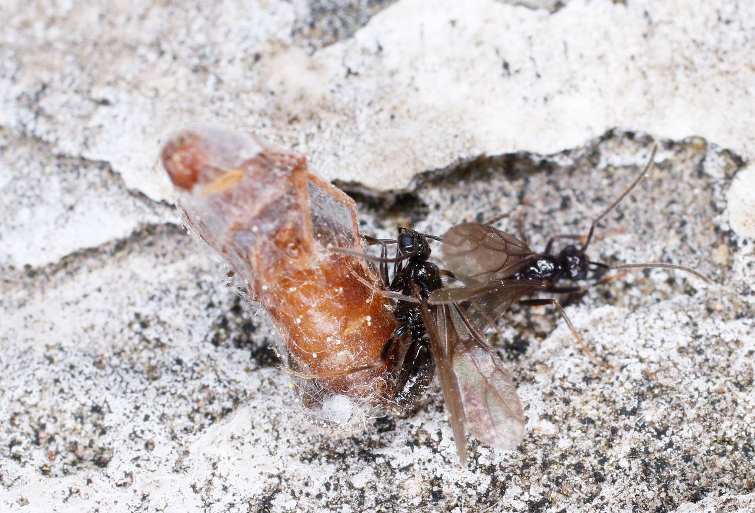 Formicidae: Prenolepis nitens